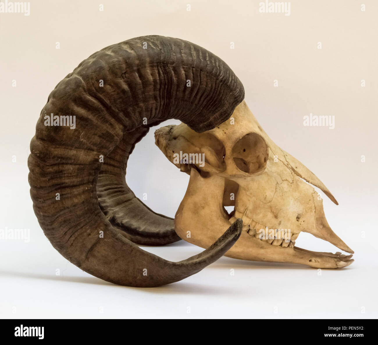 Mufflonschädel mit Hörnern von der Seite Stock Photo