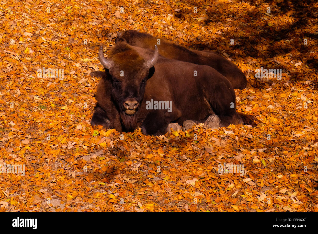 Landscape view of bisons lying on a bed of dead leaves in the natural park 'Tierpark', in Bern, Switzerland Stock Photo