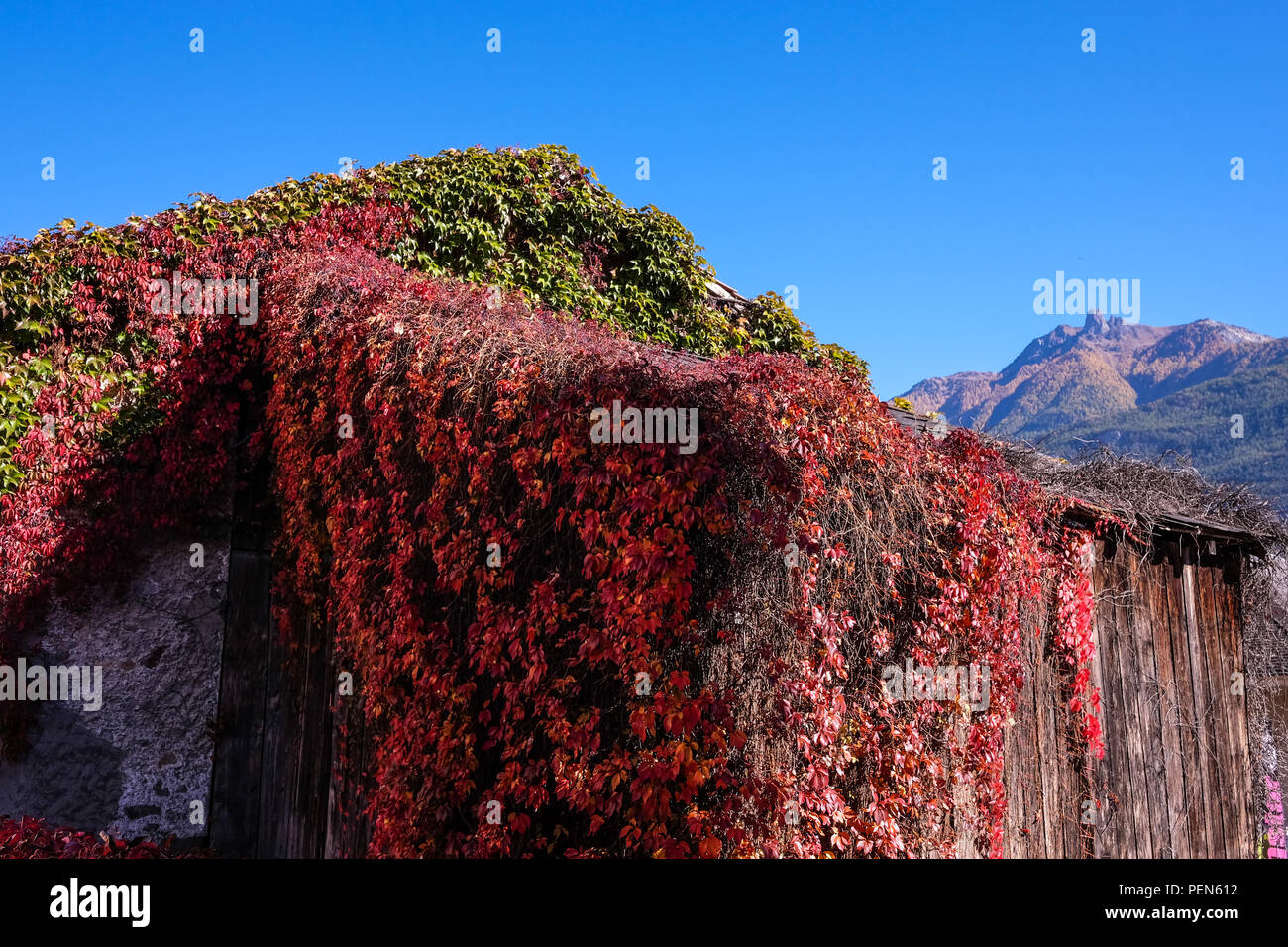 Landscape view of an old barn covered by autumnal vegetation, shot in the city of Sion, in Valais, Switzerland Stock Photo