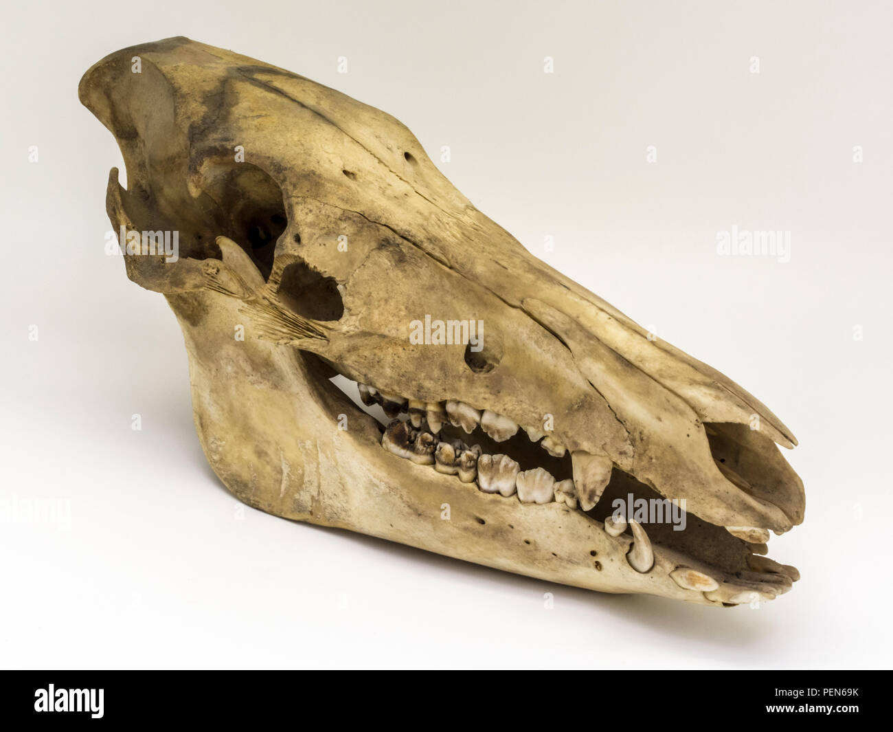 Schädel eines jungen Wildschweins - schräg von der Seite Stock Photo