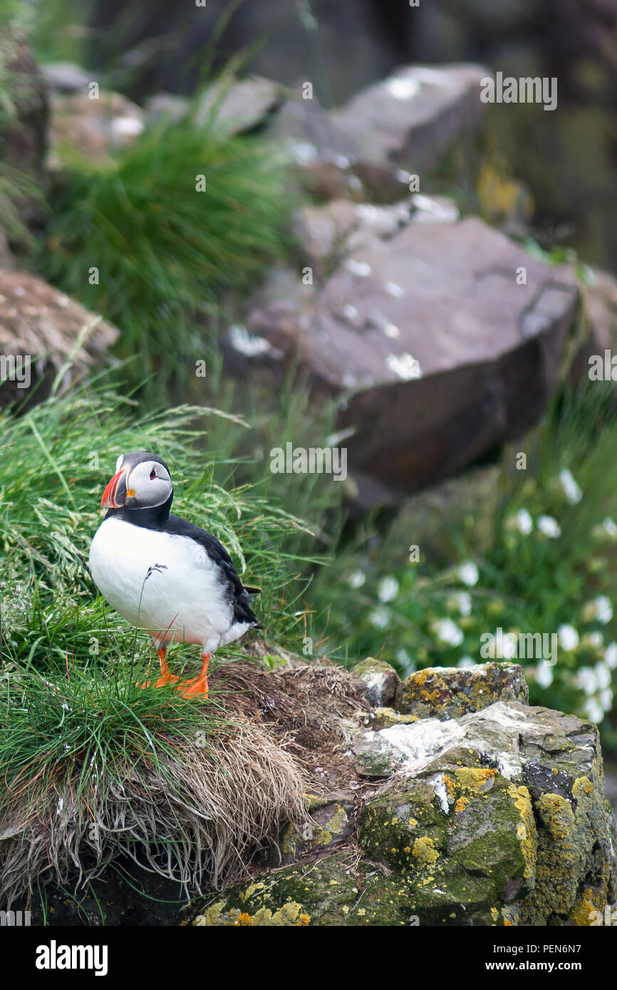 Atlantic Puffin, Fratercula artica in Borgarfjordur, Iceland Stock Photo