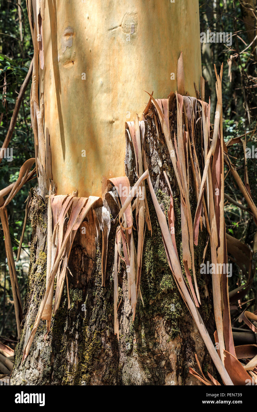 Bark peeling off tree trunk Stock Photo Alamy