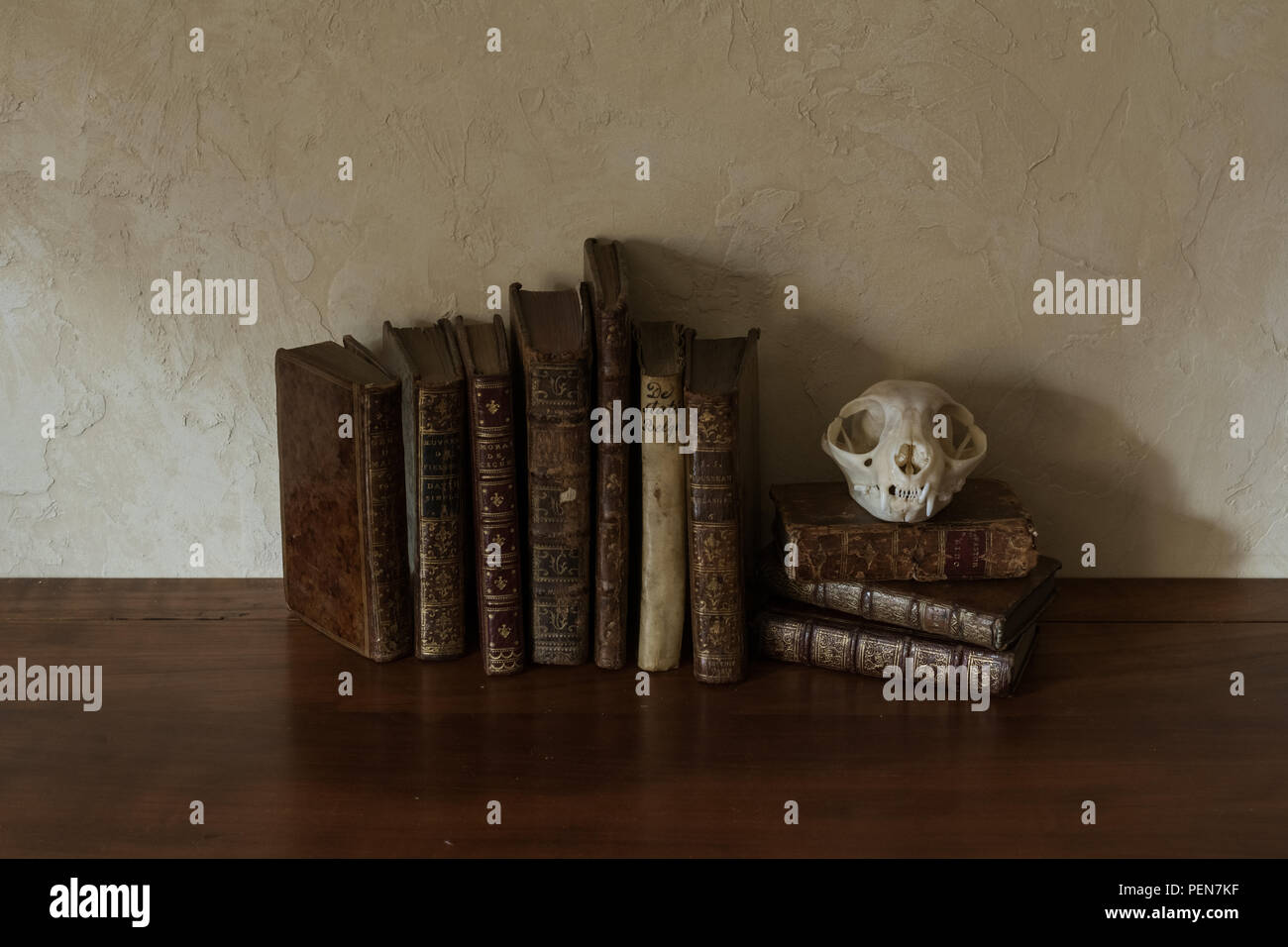 Stillleben mit Schädel und Büchern, gothic, Halloween Stock Photo