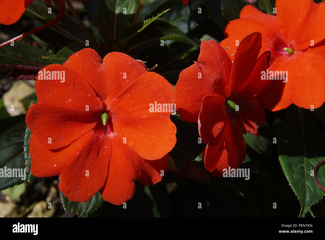 fleur en france Stock Photo