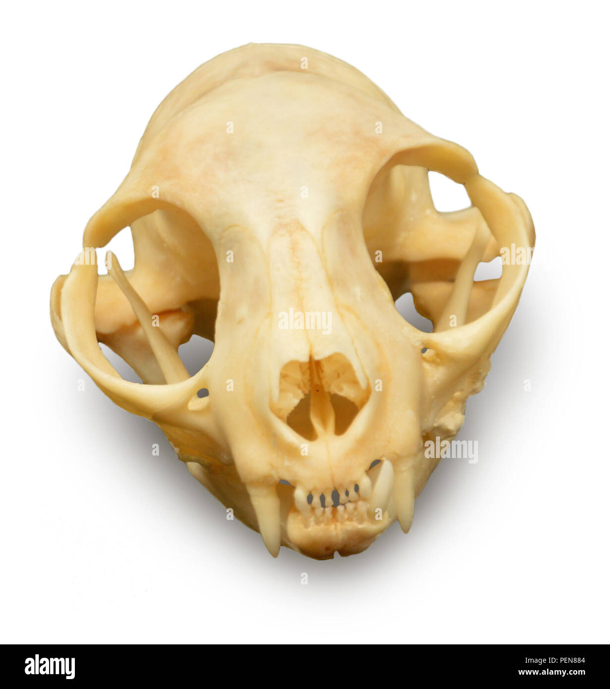 Schädel einer Hauskatze mit einem fehlenden Fangzahn - frontal von oben Stock Photo