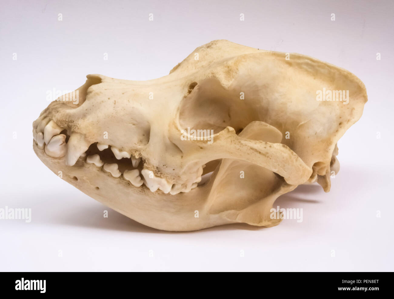 Schädelknochen eines Hundes (Mischling) mit gutem Gebiss - von der Seite Stock Photo