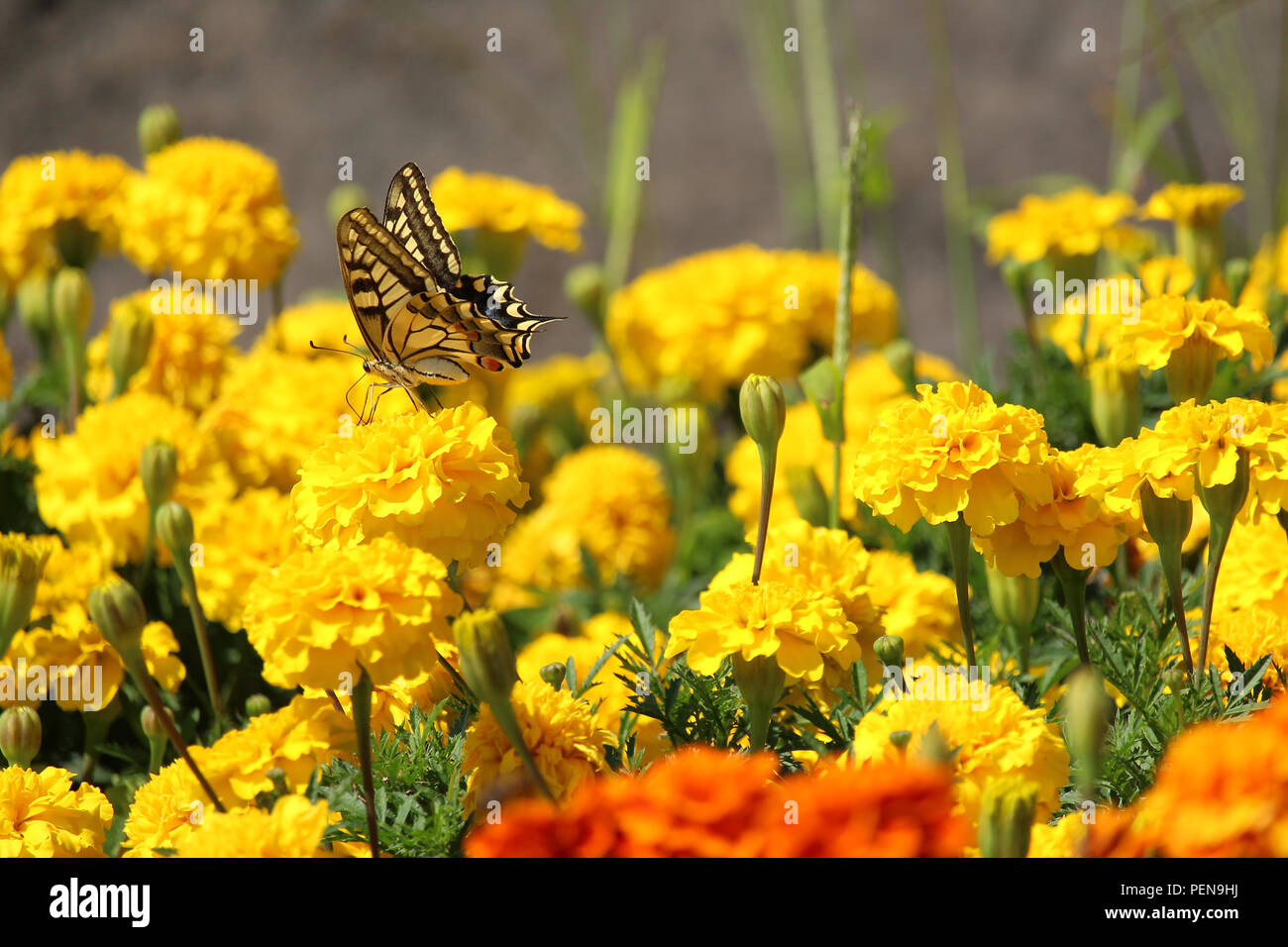 Yellow and black butterfly on yellow carnation flower Stock Photo