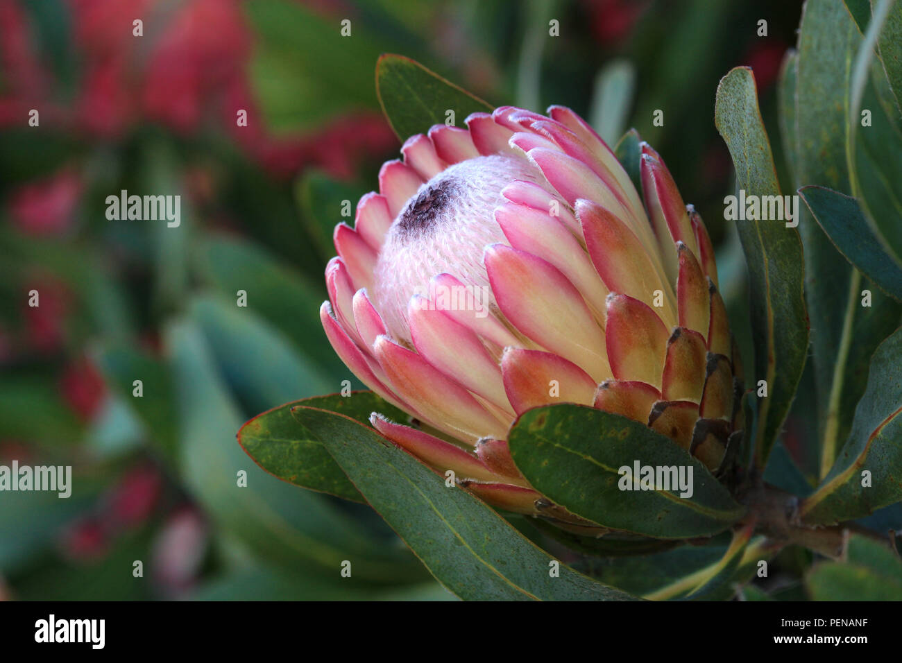 Closeup of pink protea flower blossom with nature background Stock Photo