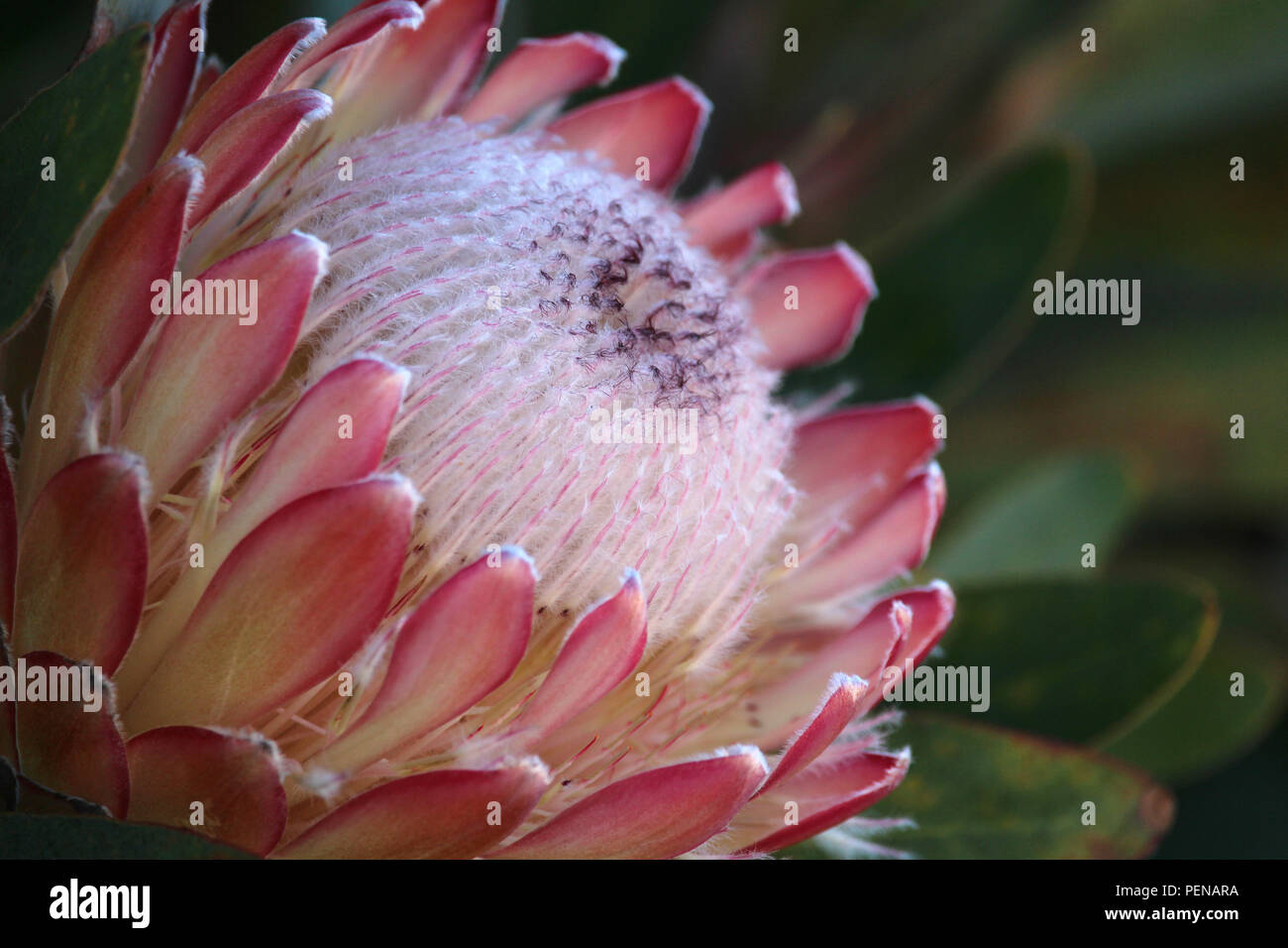 Macro of flowering Protea blossom, also known as sugarbush flower. Stock Photo