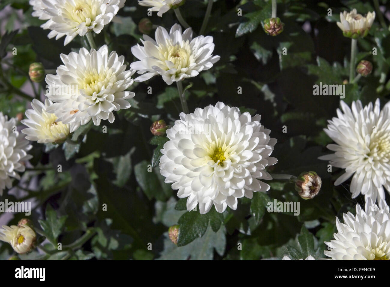 White Chrysanthemum High Resolution Stock Photography And Images Alamy