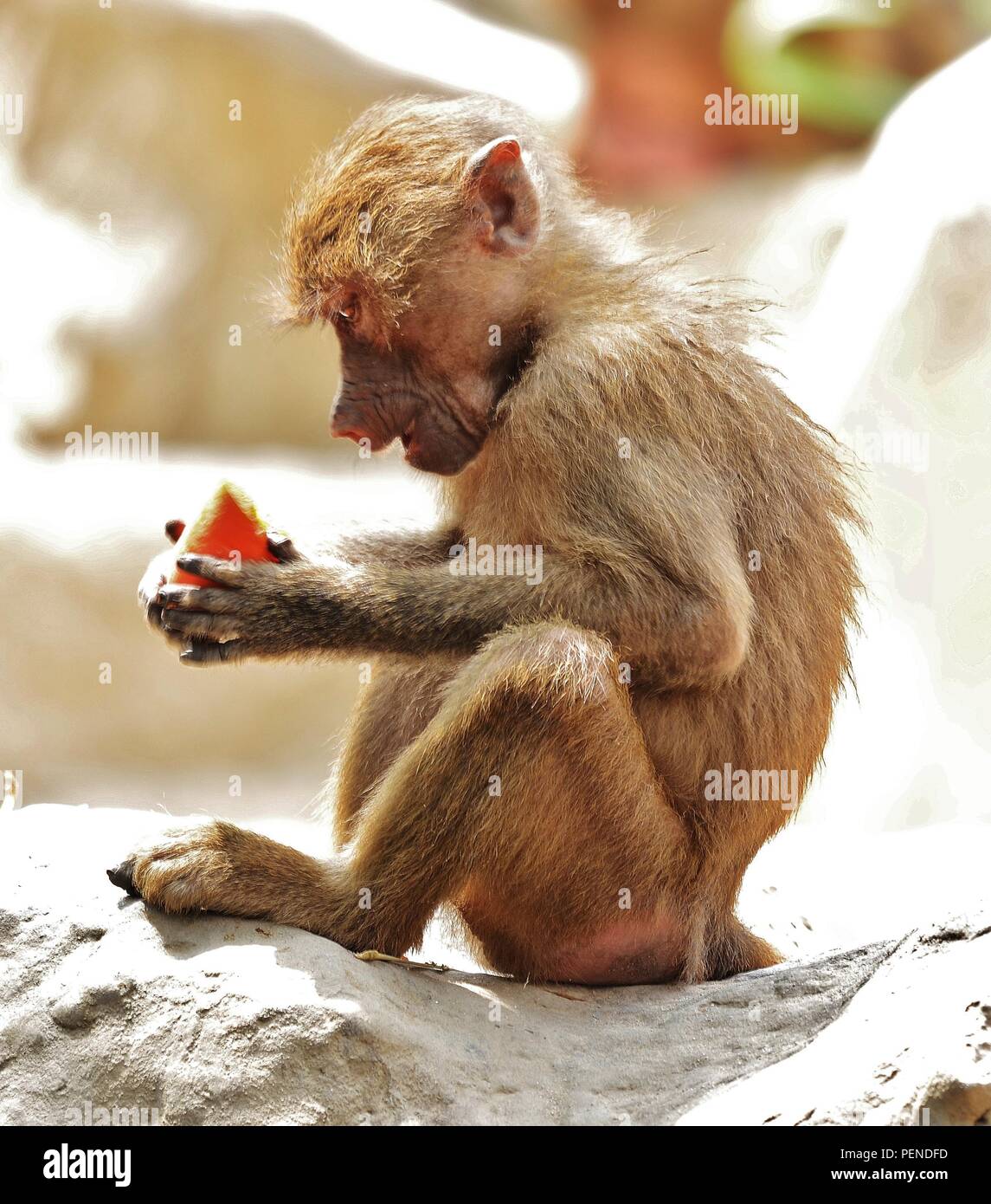 Juvenile Hamadryas Baboon staring at it's food in Singapore Zoo Stock Photo