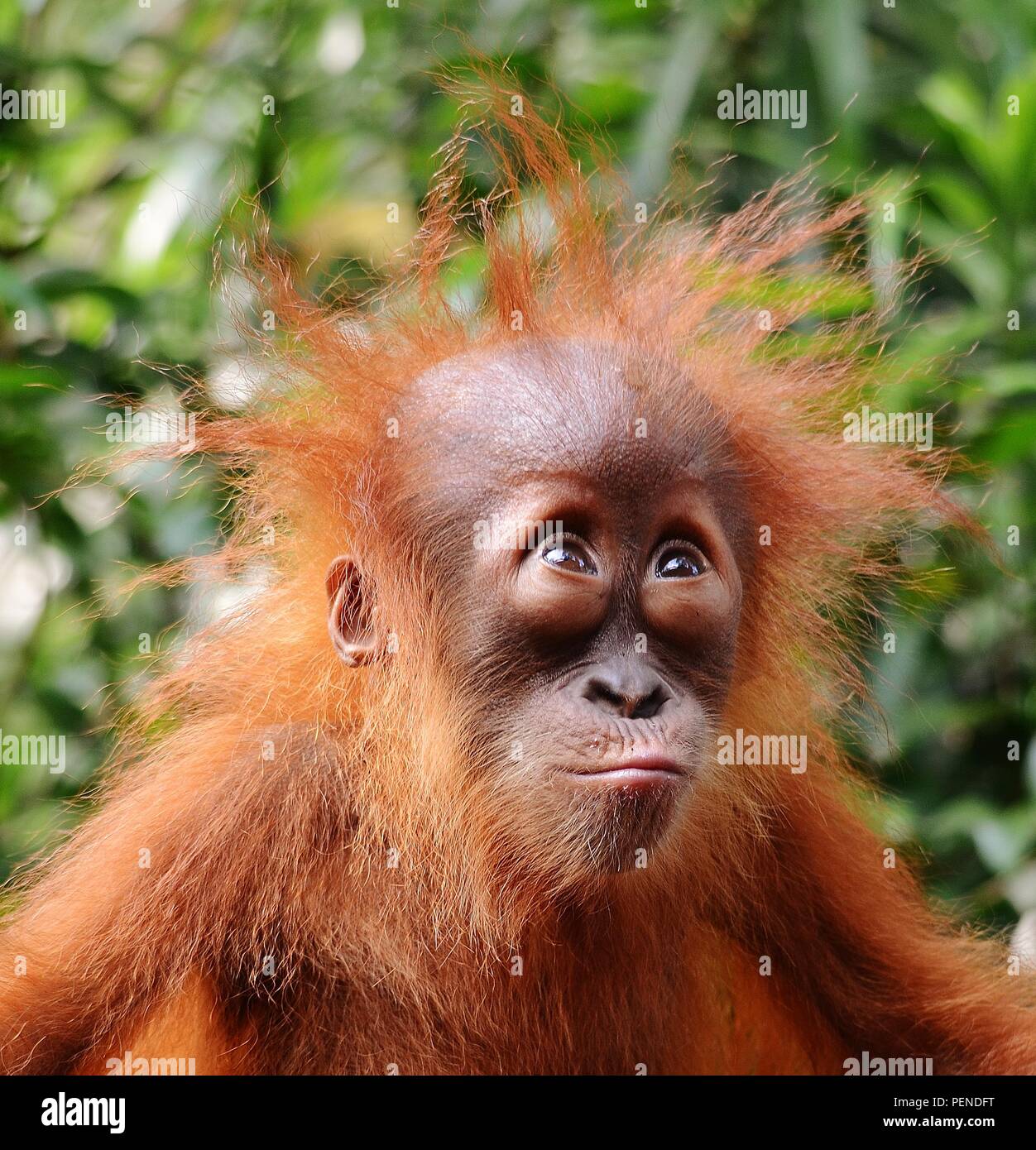 Young Orangutan in Singapore Zoo during feeding time, needs a haircut! Stock Photo