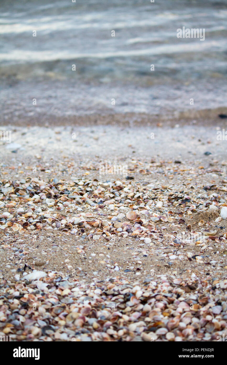 Seashells. Seashells wallpaper. Seashells on the shore Stock Photo - Alamy