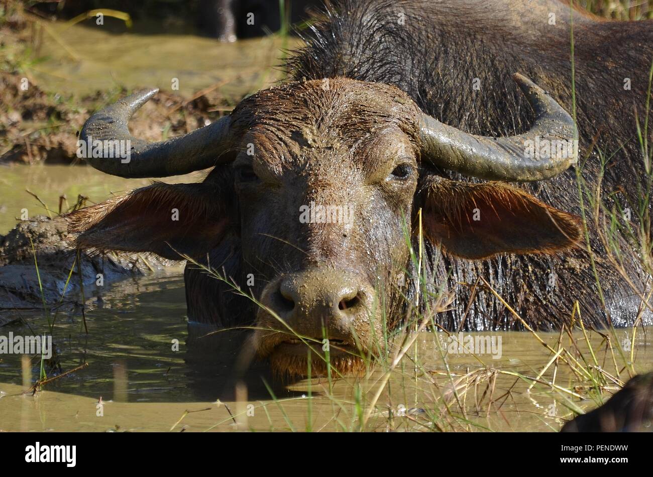 Water Buffalo cooling down in a mud pool in Sri Lanka Stock Photo