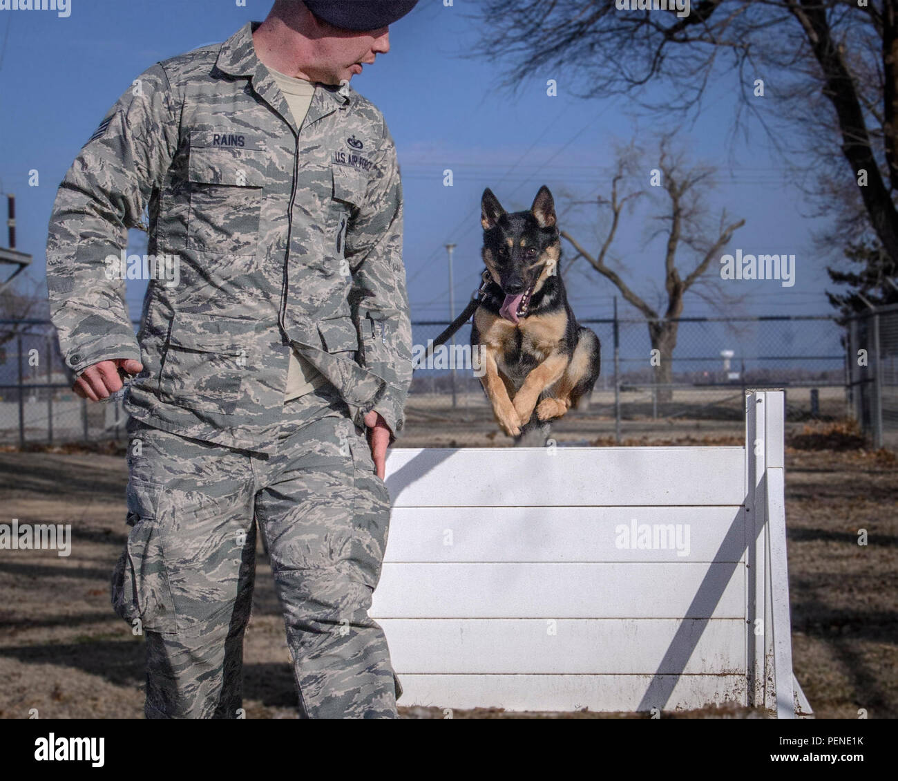 71st Security Forces Squadron MWD Rea gets loose on the kennel section obstacle course at Vance Air Force Base, Oklahoma, Jan. 11. Obstacle work helps teach MWDs obedience and how to handle real-world obstacles in austere locations. Rea was one of two Vance MWDs that were a part of Pope Francis' security detail during his 2015 U.S. visit. (U.S. Air Force photo/David Poe) Stock Photo