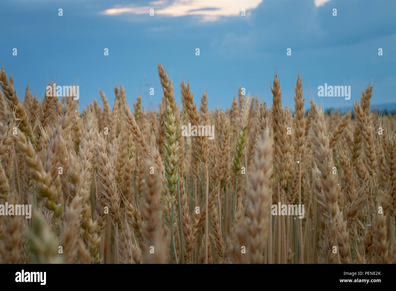 Wet field of wheat after a summer rain Stock Photo - Alamy