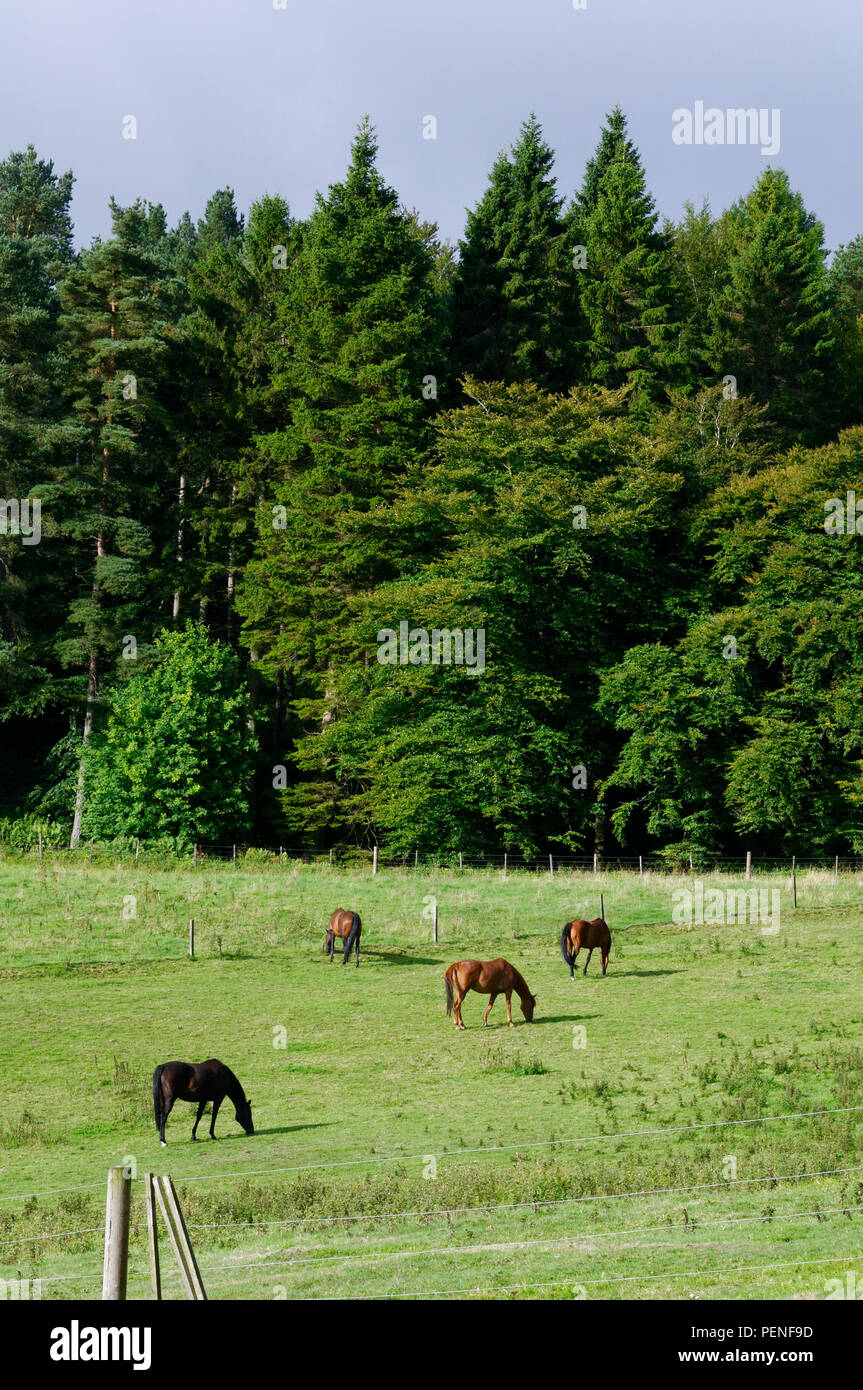 Horses graze near Kinnoull Hill, Perth, Perthshire, Scotland Stock Photo