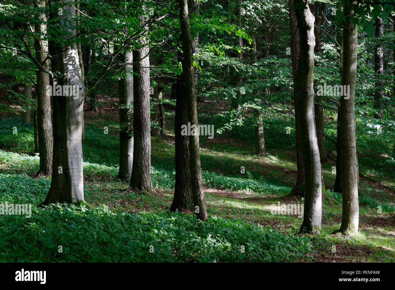 Woodland of Kinnoull Hill, Perth, Perthshire, Scotland Stock Photo