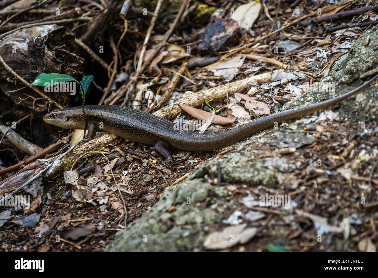 Murray s skink or blue speckled forest skink Silvascincus or Karma, was Eulamprus murrayi Stock Photo
