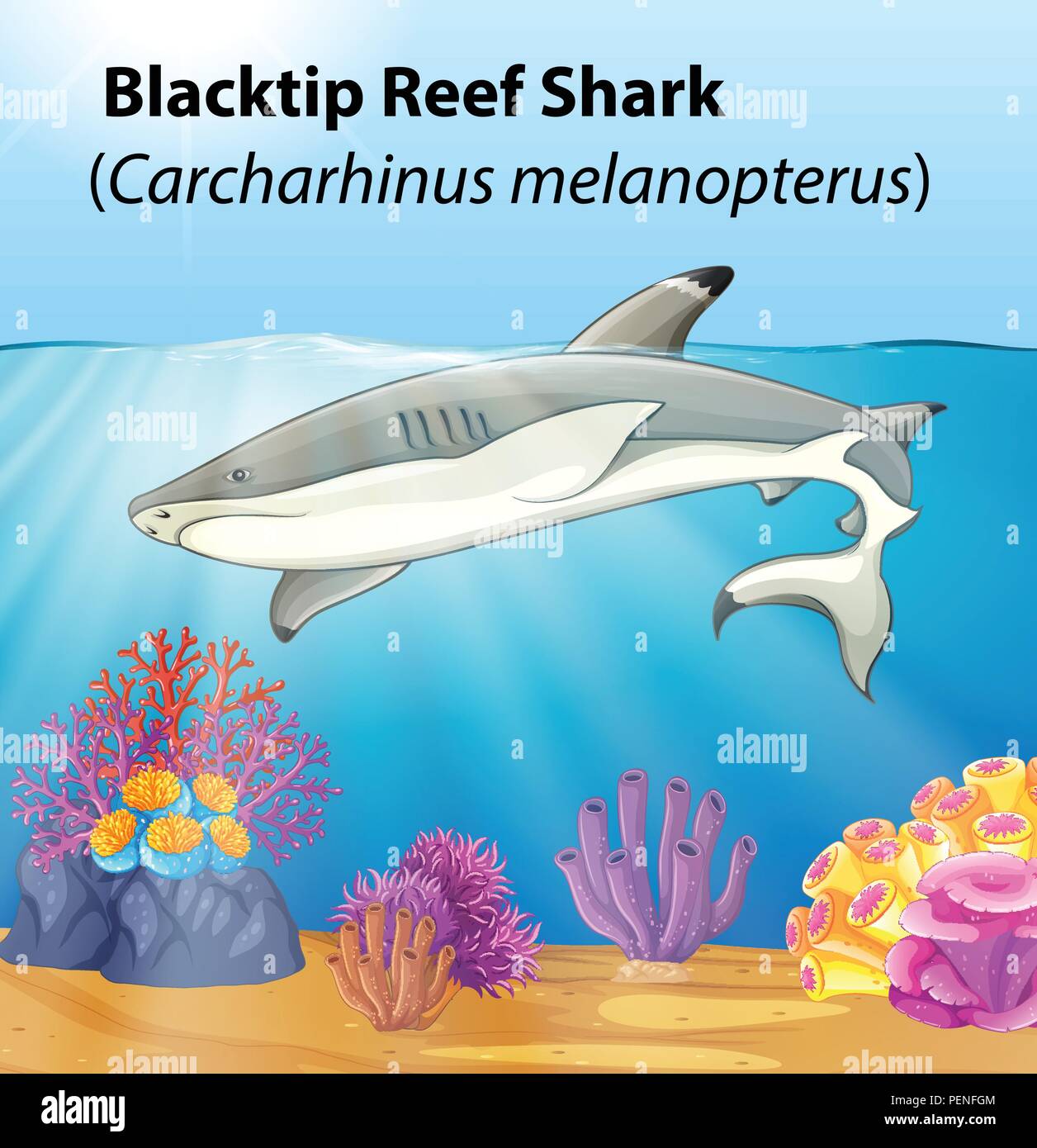 A blacktip reef shark illustration Stock Vector