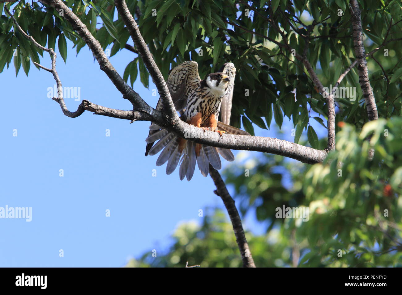 Eurasian hobby (Falco subbuteo) in Japan Stock Photo