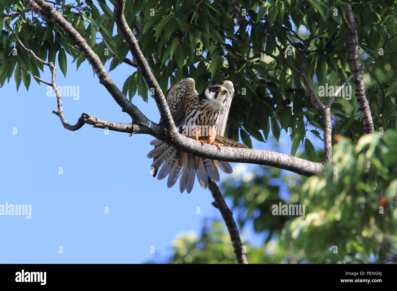 Eurasian hobby (Falco subbuteo) in Japan Stock Photo