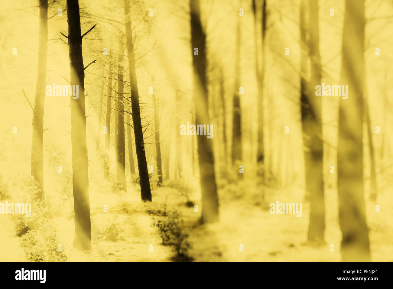 Forest of conifers hi-res stock photography and images - Alamy