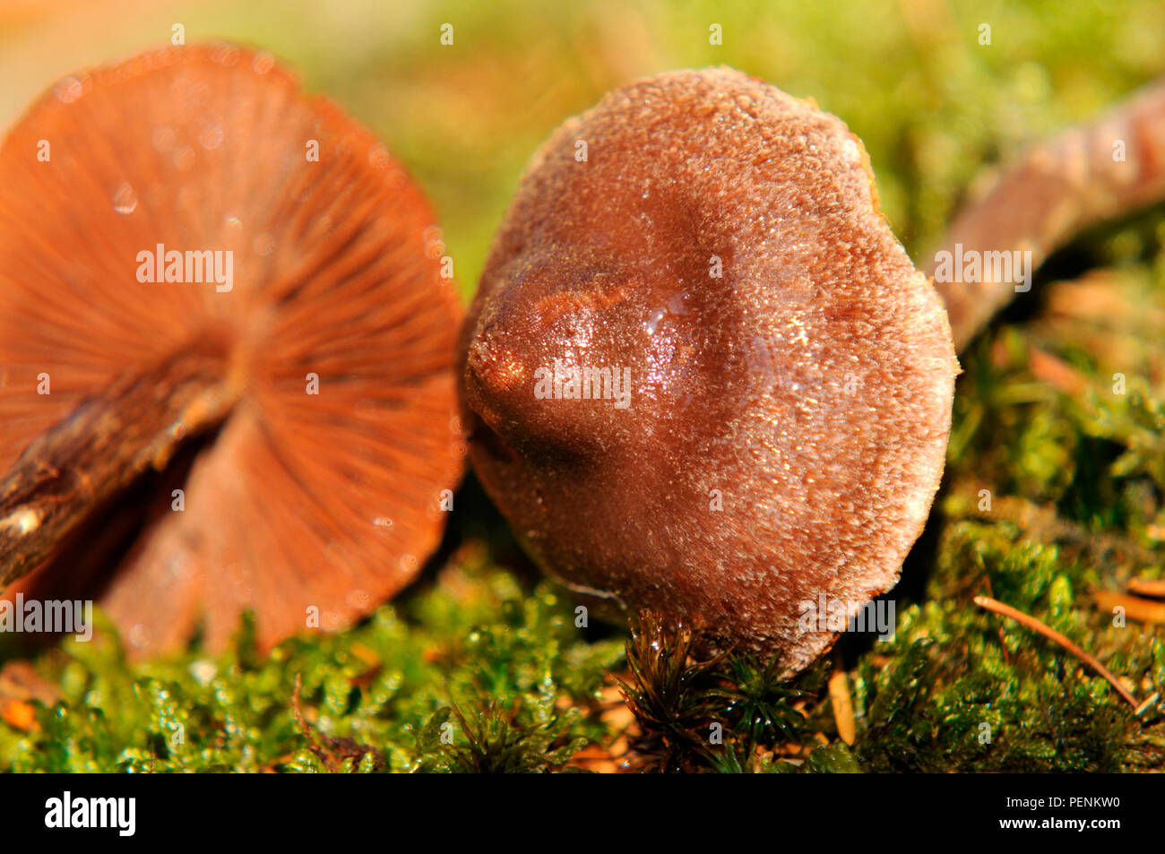 pelargonium webcap (Cortinarius paleaceus) Stock Photo