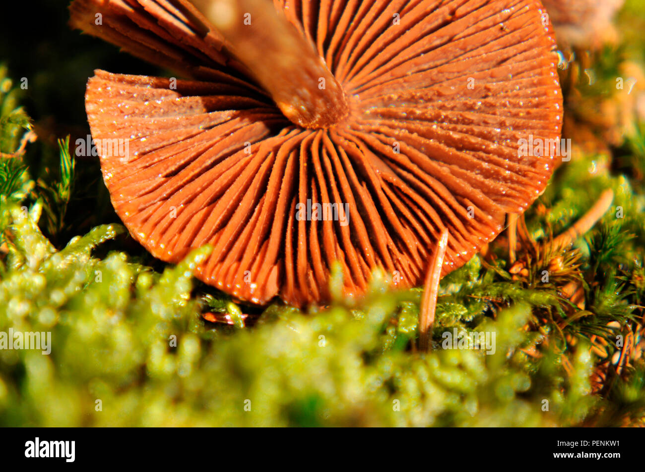 pelargonium webcap (Cortinarius paleaceus) Stock Photo