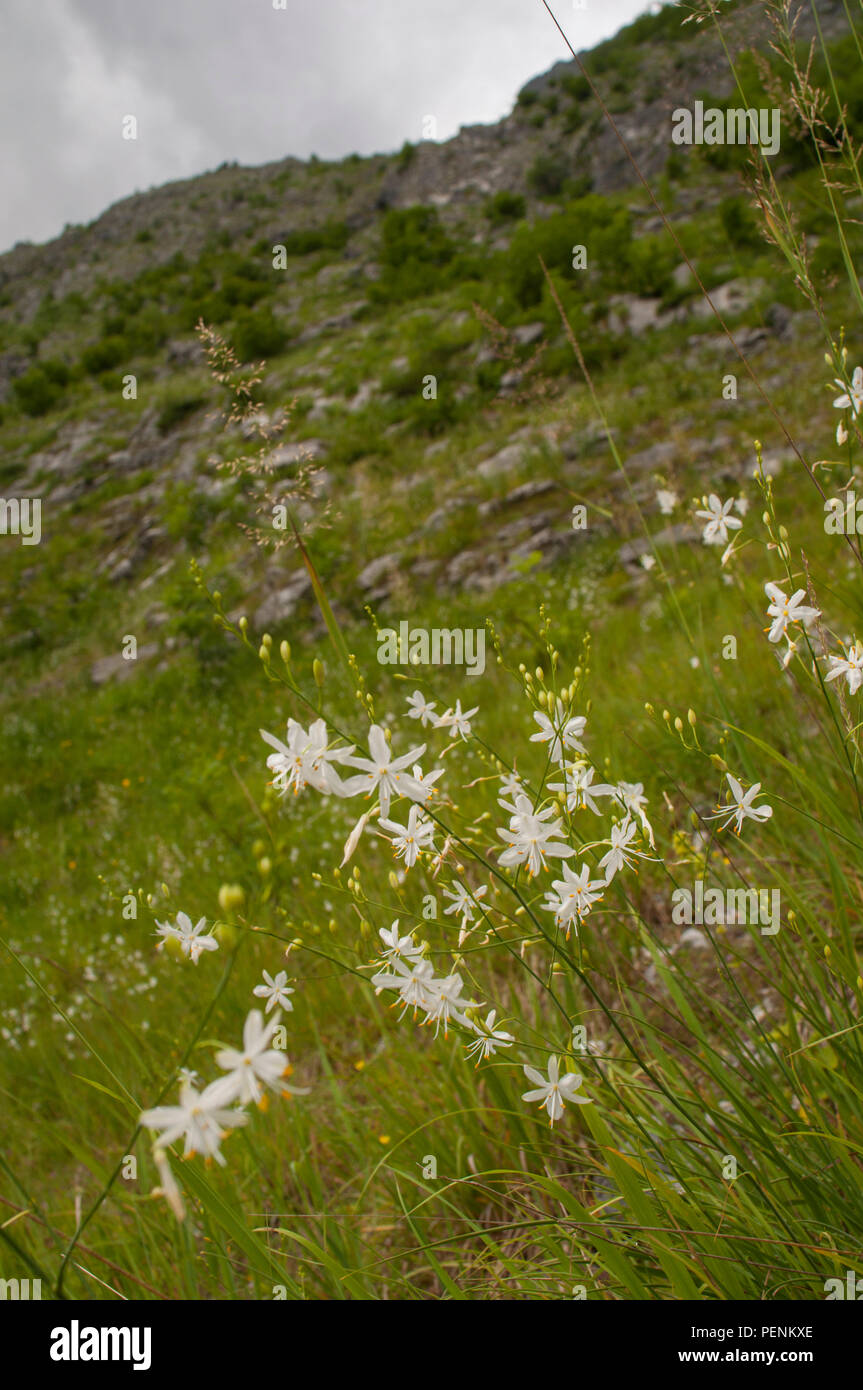 spider plant, Upper Bavaria, Rinnkendl-Steig, Berchtesgaden, Koenigsee, Germany, (Anthericum ramosum) Stock Photo