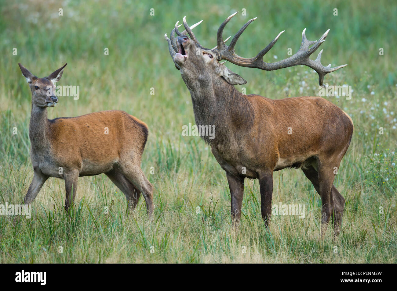 Red Deer male and female Denmark Cervus elaphus Stock Photo