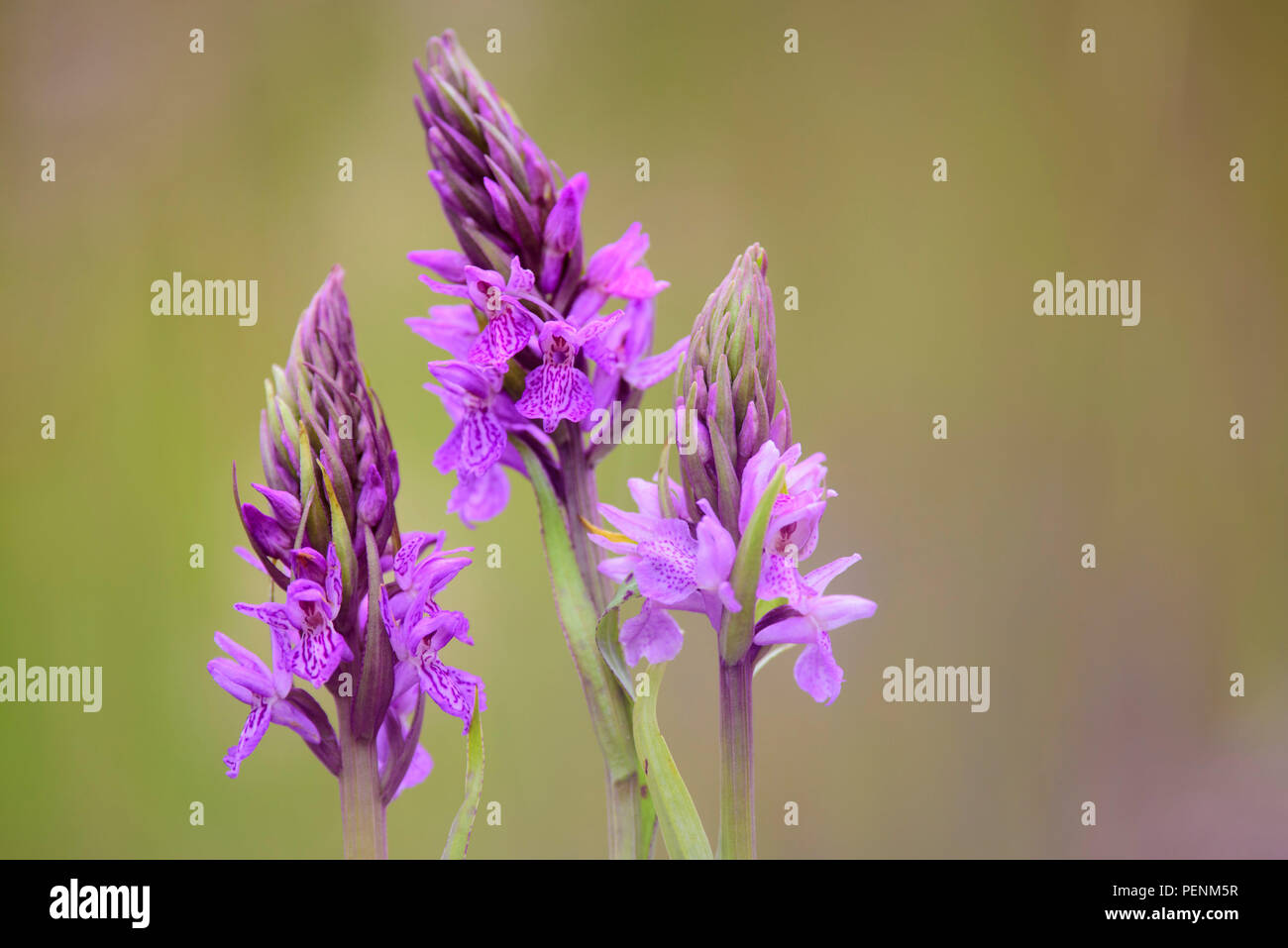 Southern Marsh Orchid, Lower Saxony, Germany (Dactylorhiza praetermissa) Stock Photo