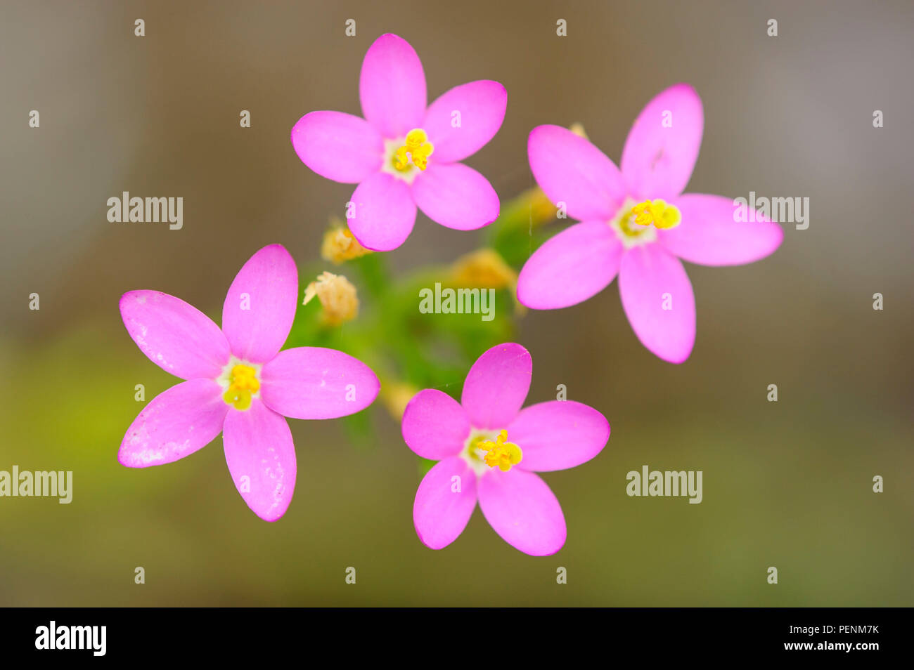 Lesser Centaury Centaurium pulchellum hi-res stock photography and images - Alamy