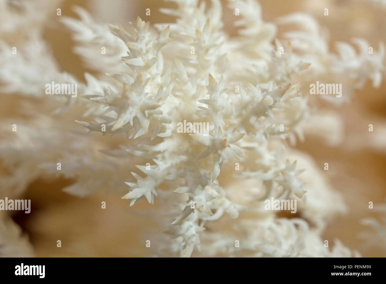 Coral Tooth Fungus, (Hericium coralloides) Stock Photo