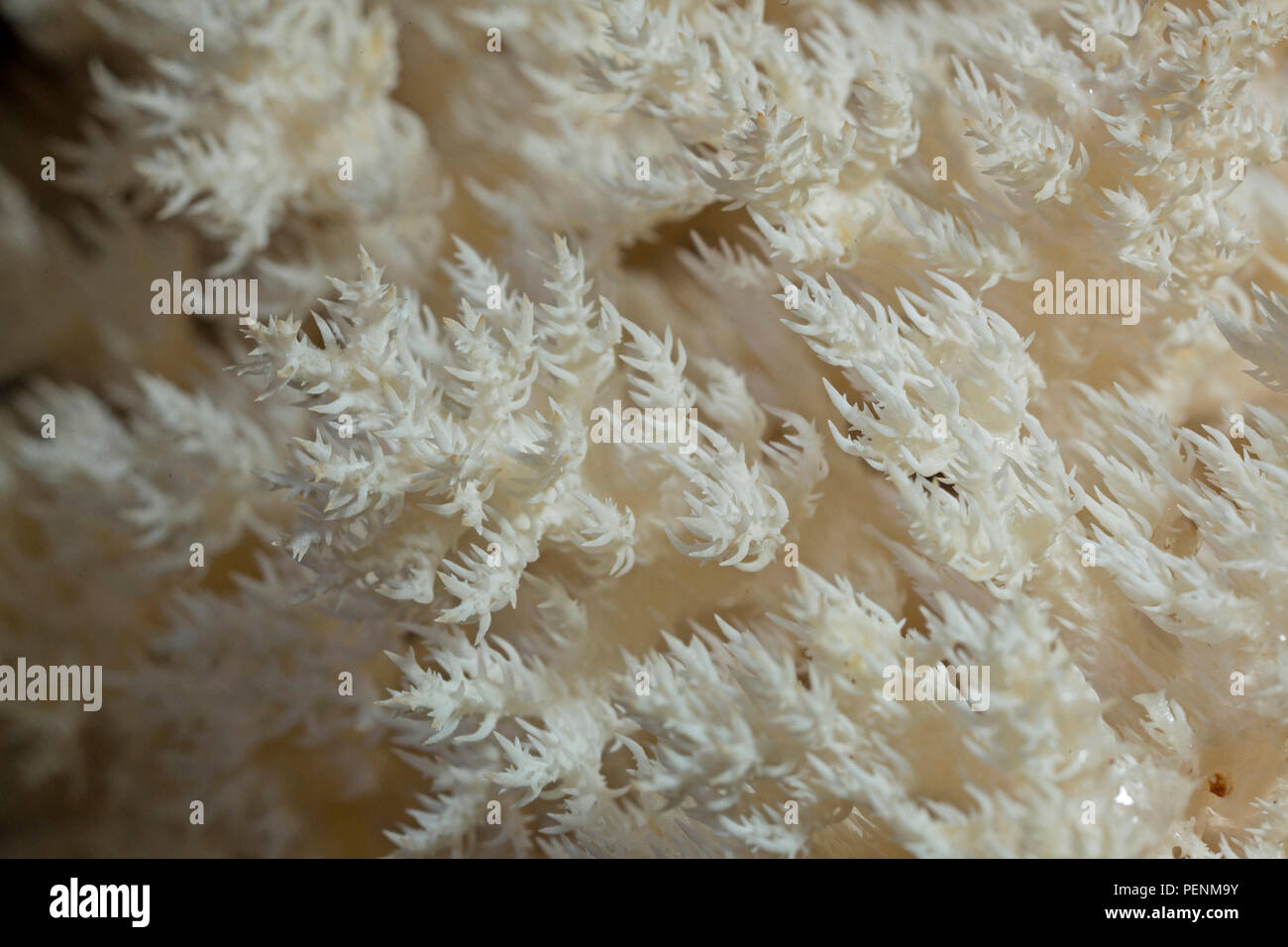 Coral Tooth Fungus, (Hericium coralloides) Stock Photo