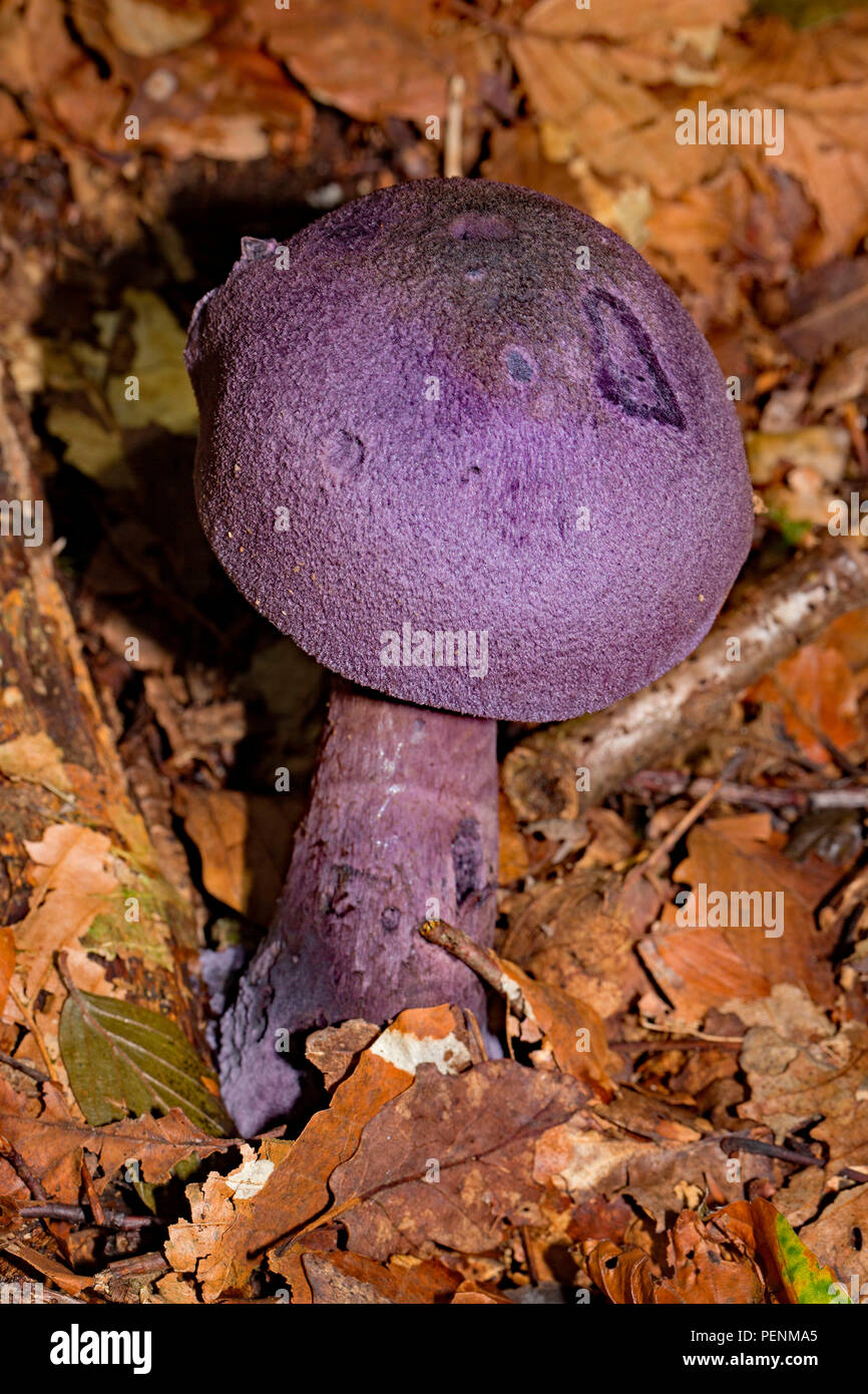 violet webcap, (Cortinarius violaceus) Stock Photo