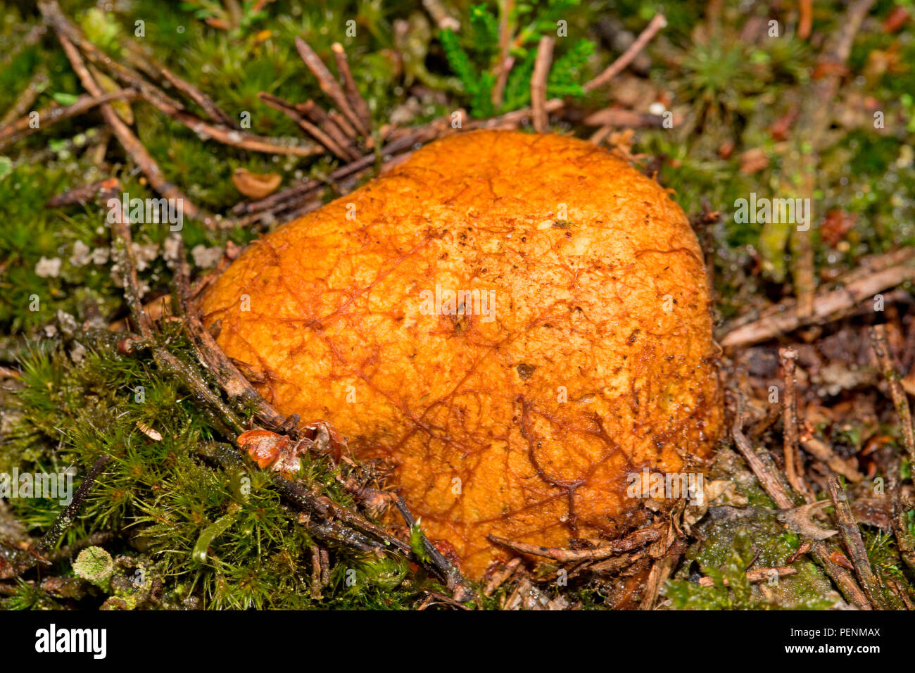 (Rhizopogon luteolus) Stock Photo