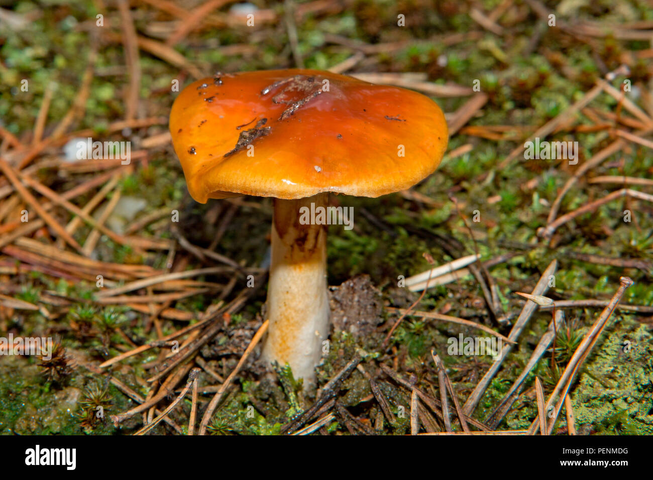 orange webcap, (Cortinarius mucosus) Stock Photo