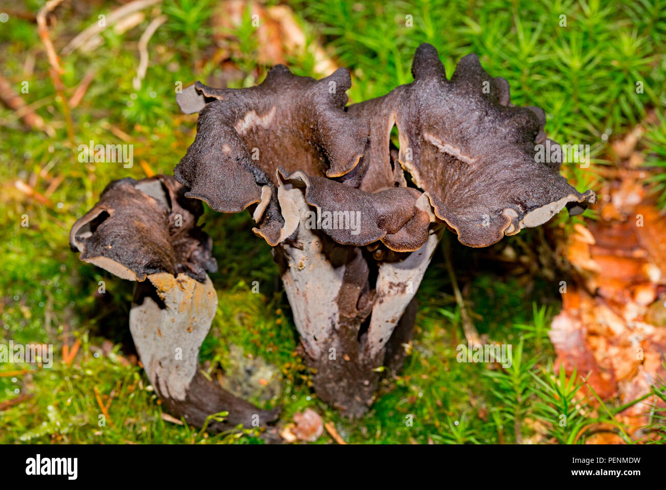 horn of plenty, (Craterellus cornucopioides) Stock Photo