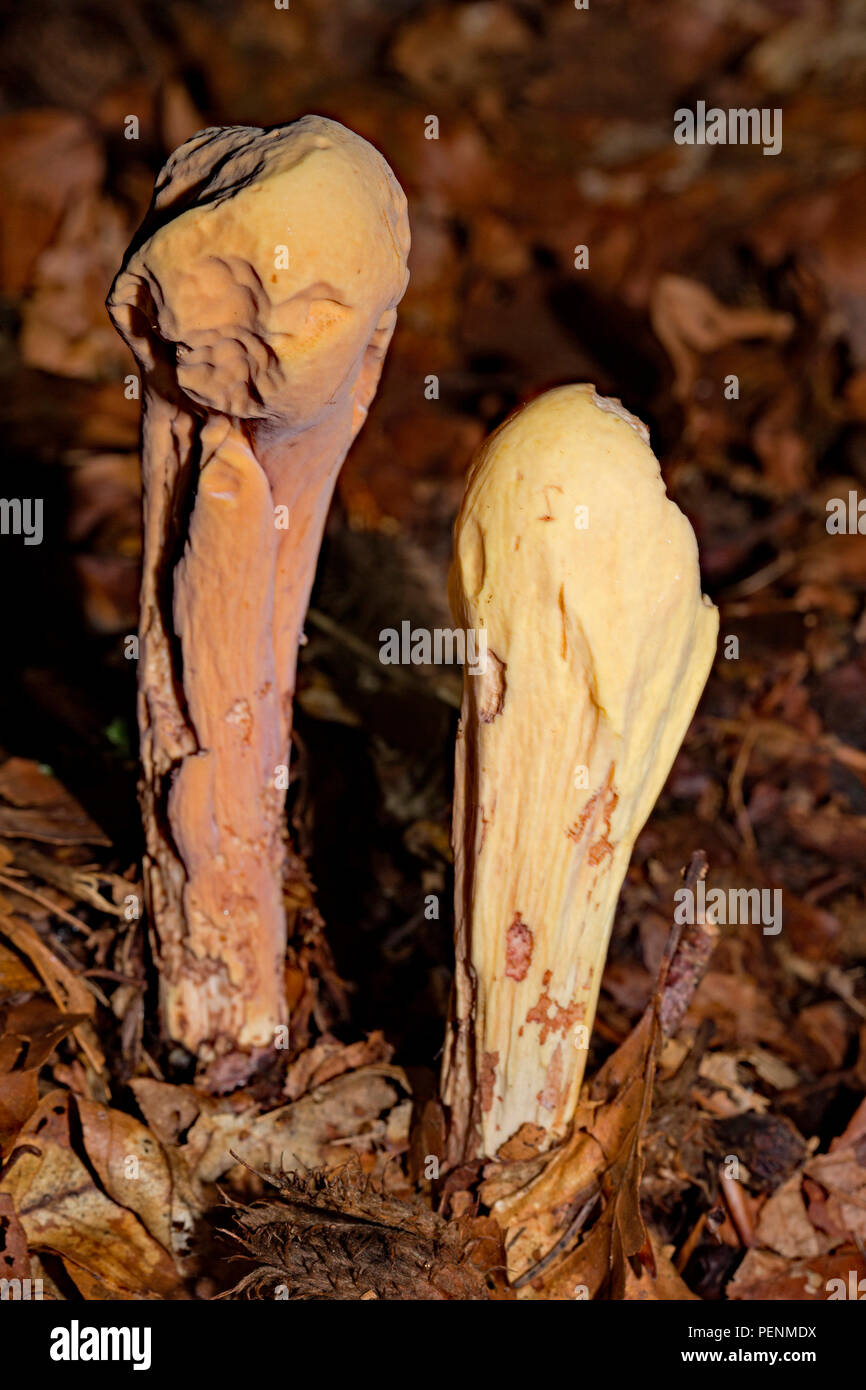 pestle-shaped coral fungus, (Clavariadelphus pistillaris) Stock Photo