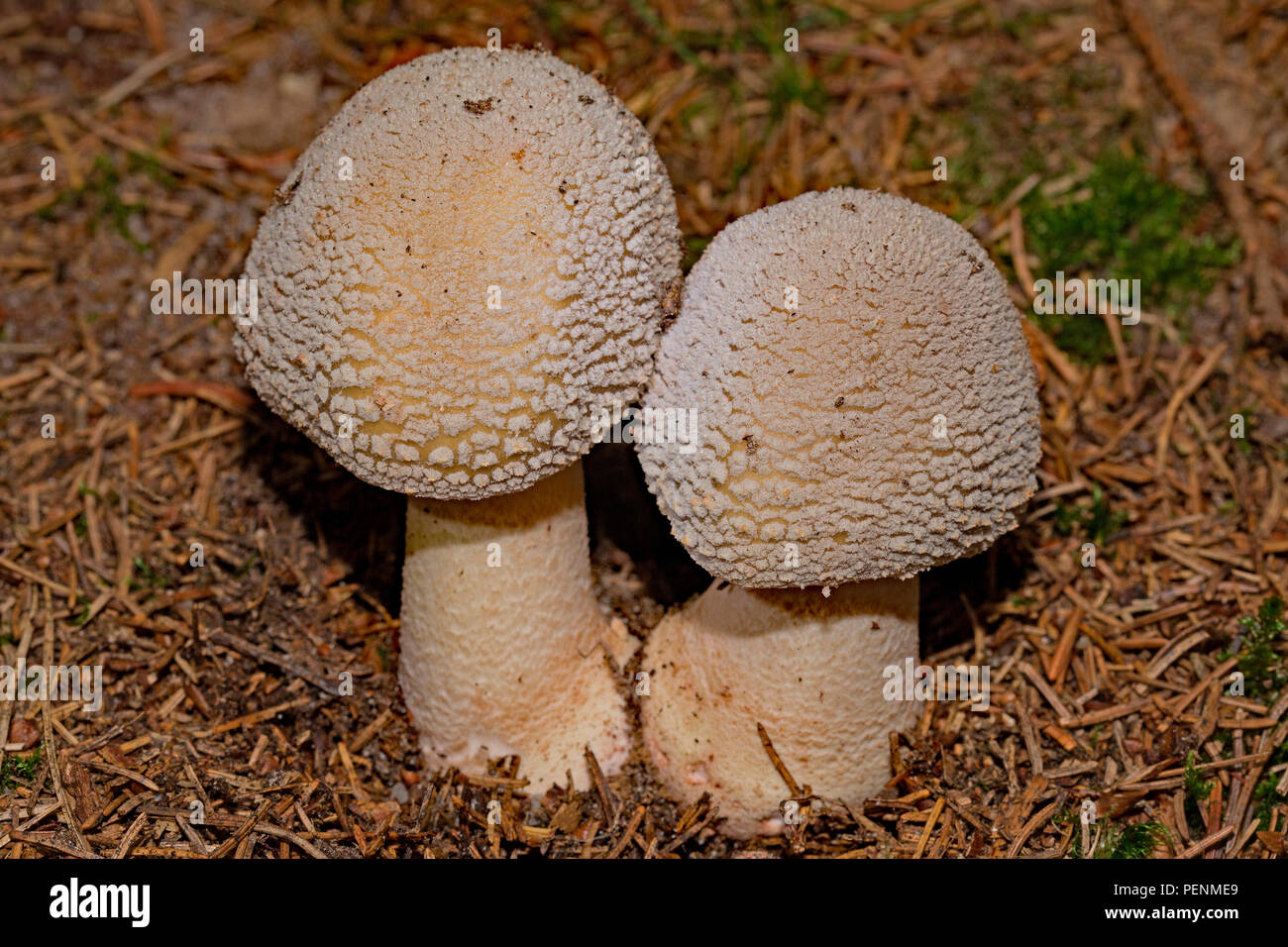grey spotted amanita, (Amanita excelsa Stock Photo - Alamy