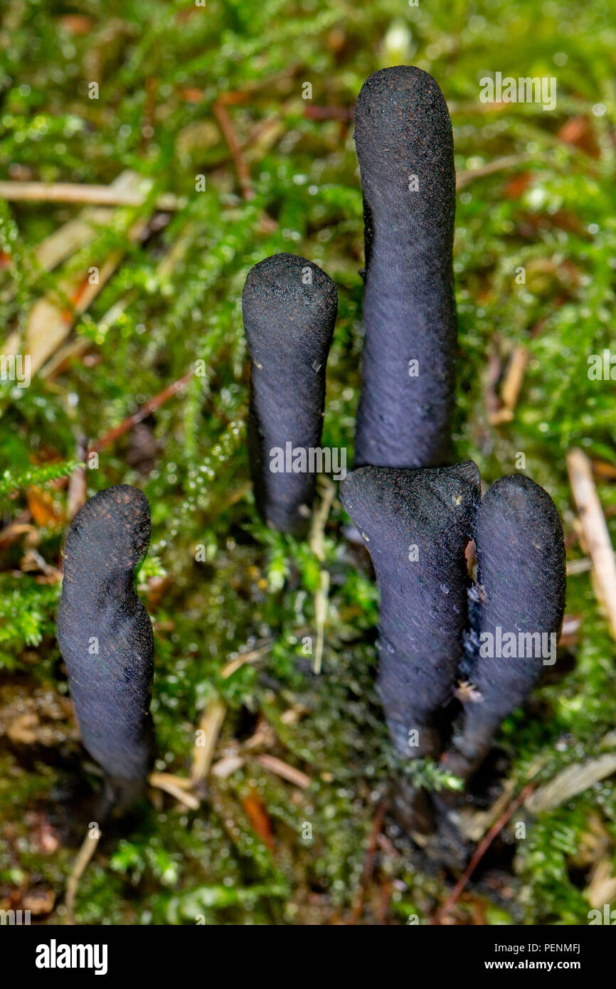 dead moll's fingers, (Xylaria longipes) Stock Photo