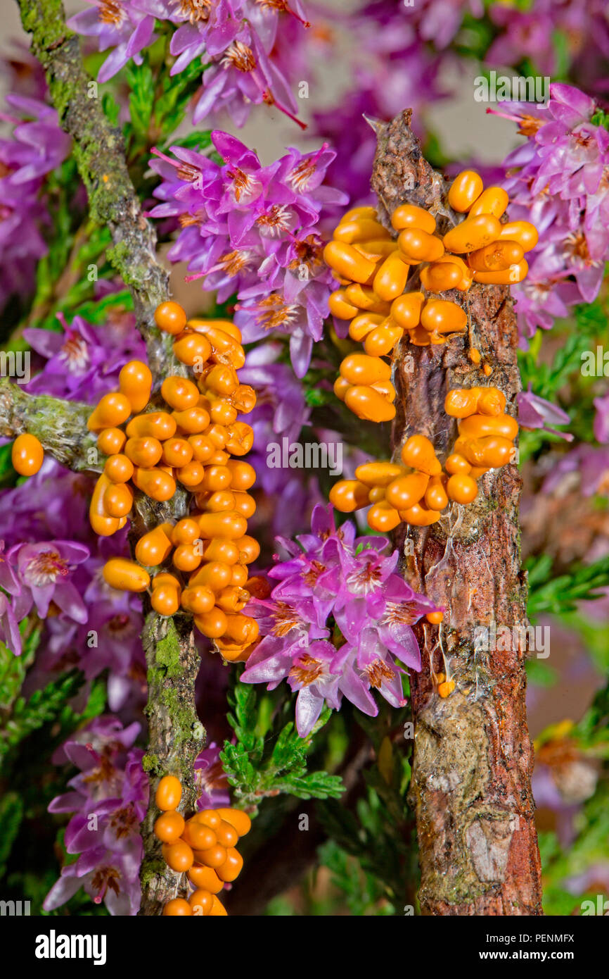 insect-egg slime, (Leocarpus fragilis) Stock Photo