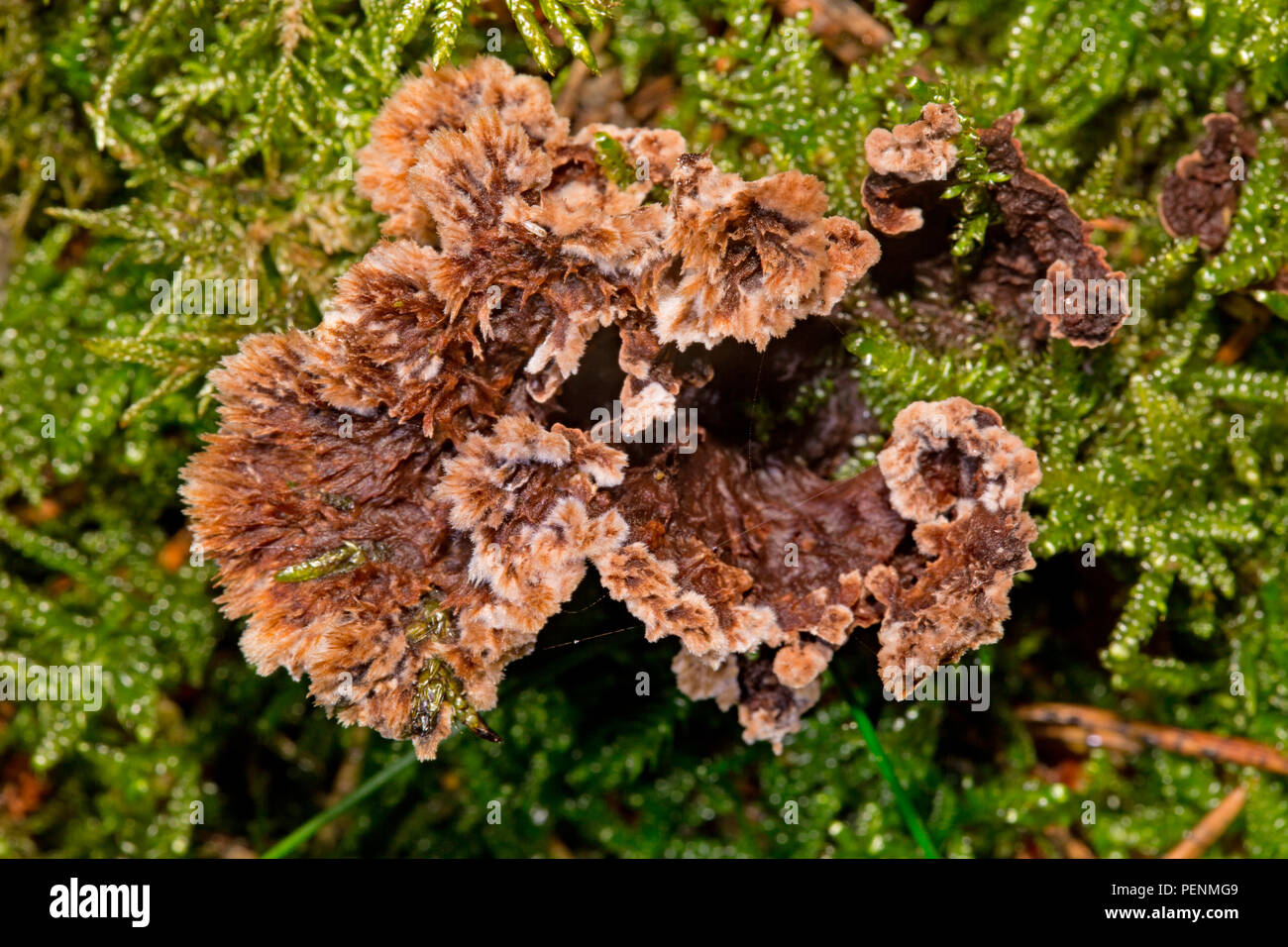 earthfan fungus, (Thelephora caryophyllea) Stock Photo