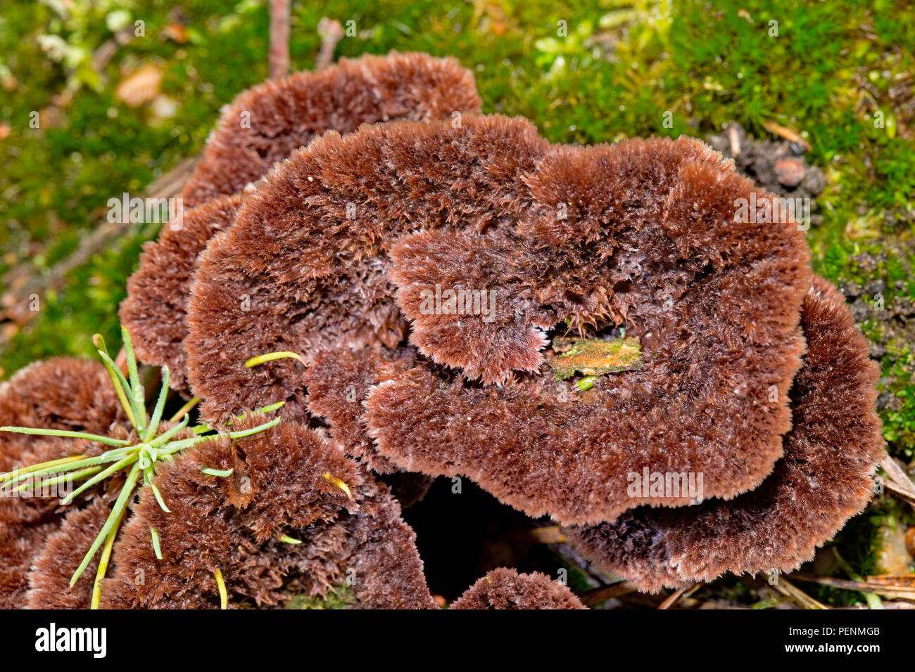 earthfan fungus, (Thelephora caryophyllea) Stock Photo
