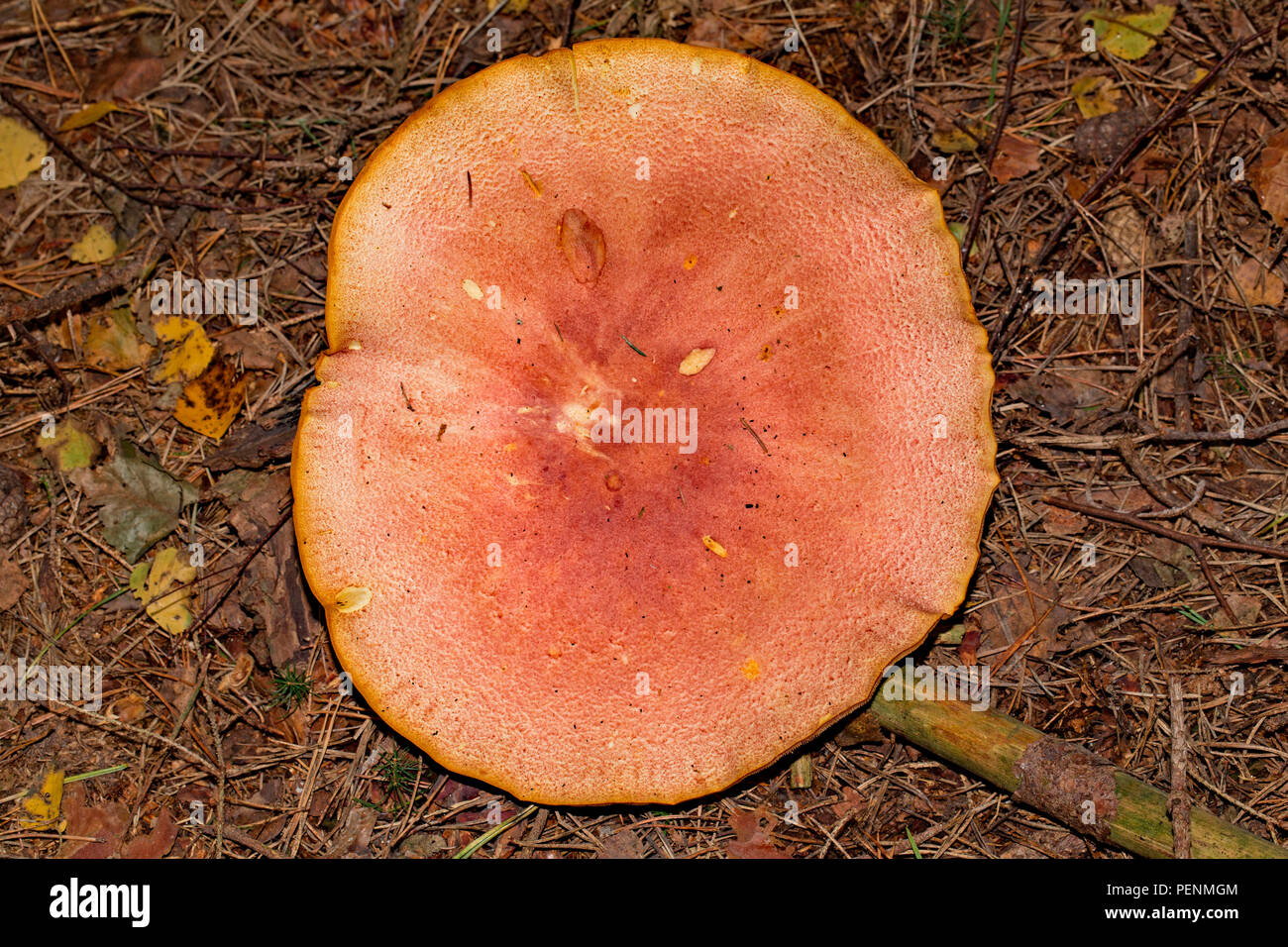 plums and custard fungus, (Tricholomopsis rutilans Stock Photo Alamy