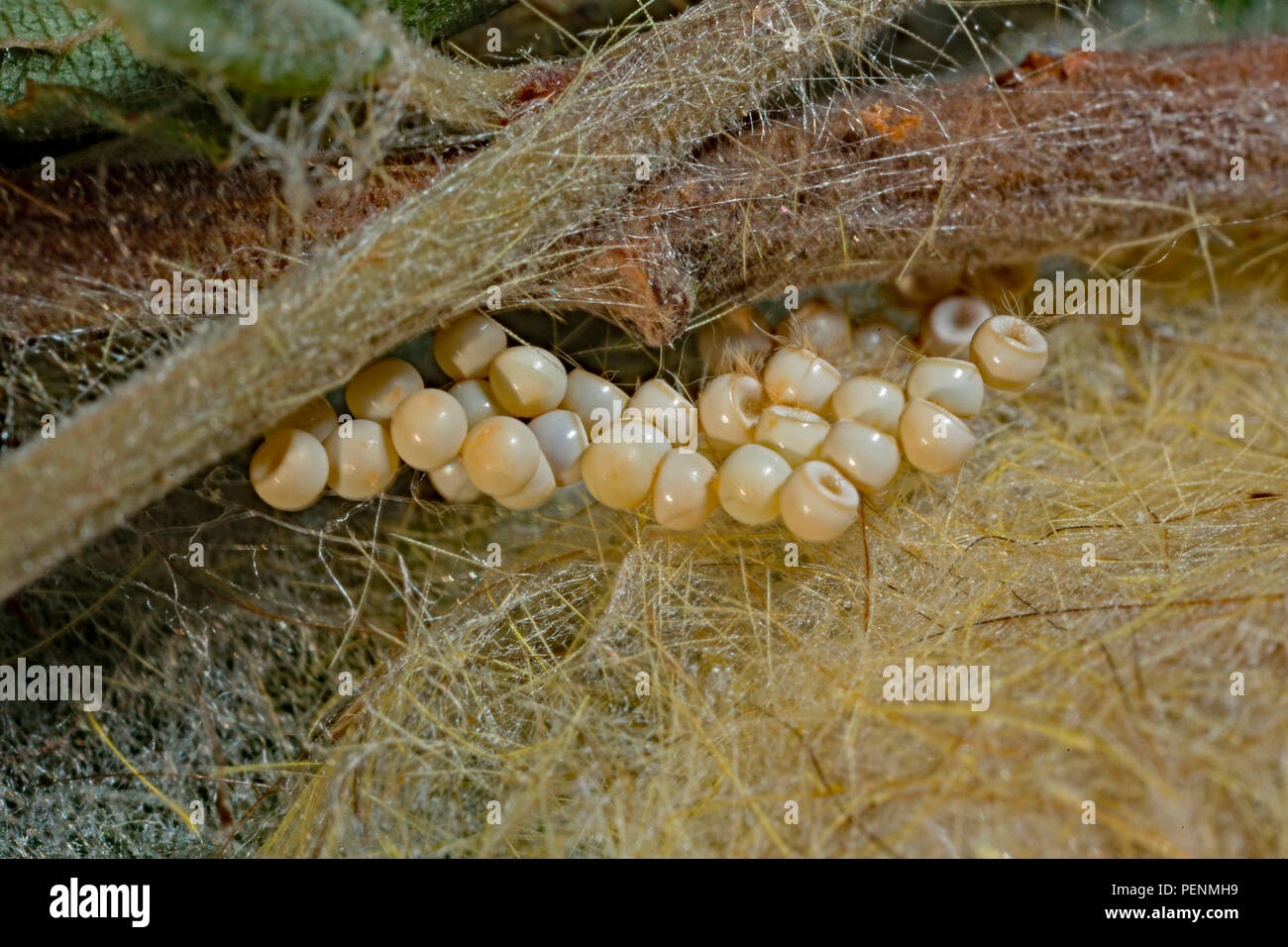 rusty tussock moth, eggs, (Orgyia antiqua) Stock Photo