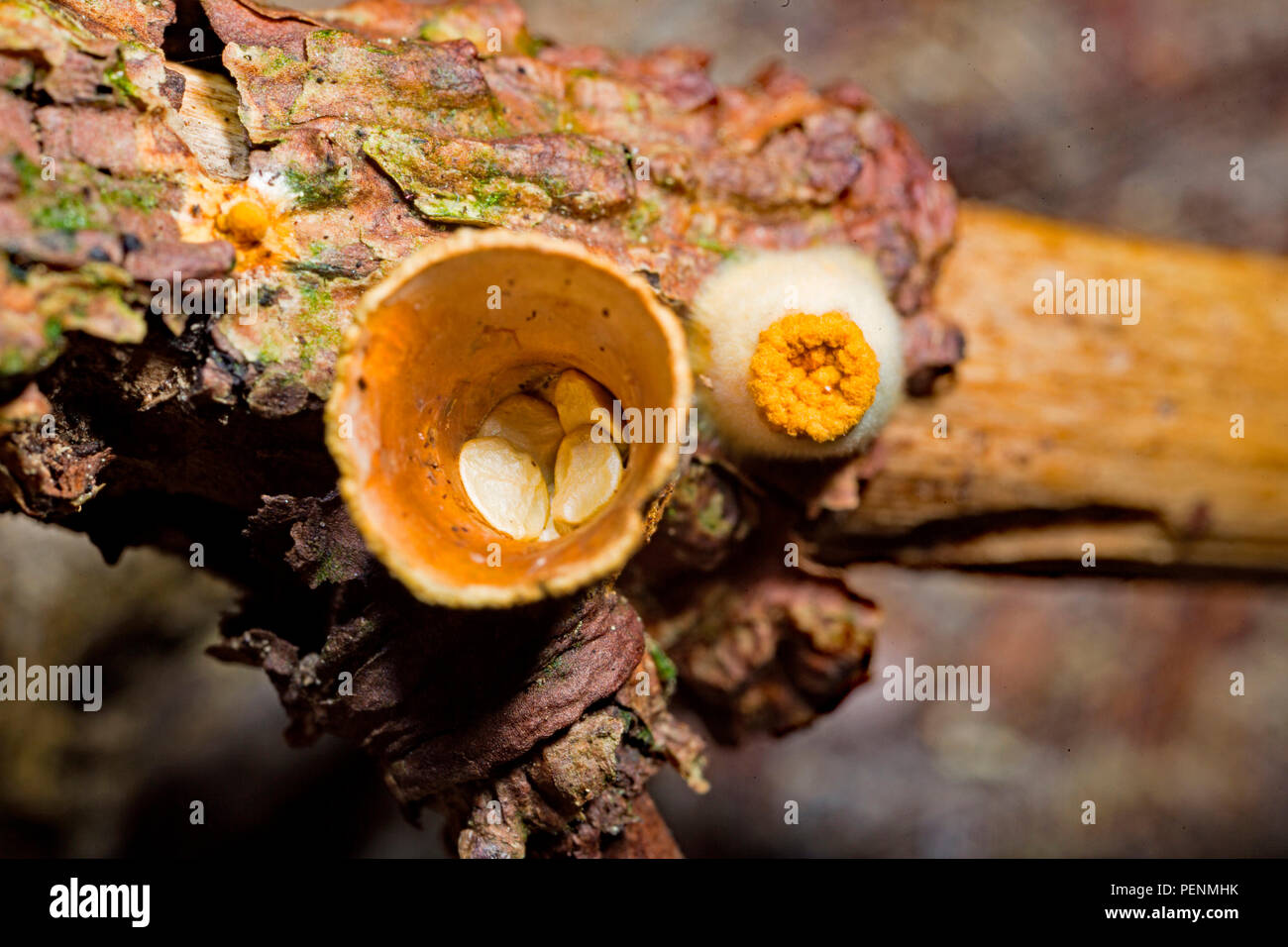 bird's nest fungus, (Crucibulum laeve) Stock Photo