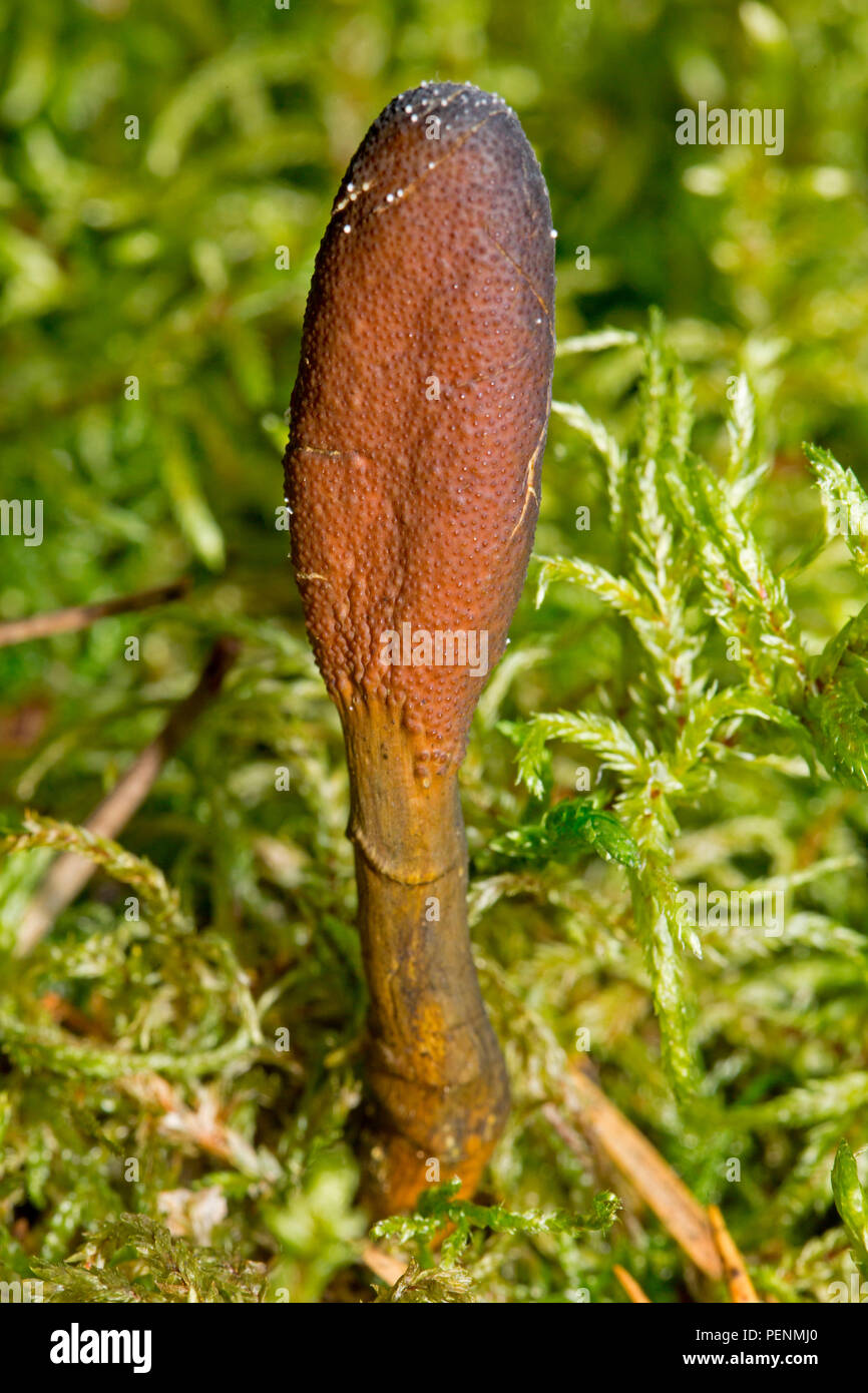 goldenthread cordyceps, (Elaphocordyceps ophioglossoides) Stock Photo