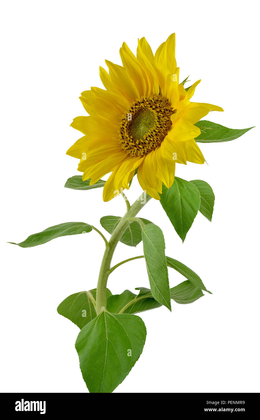 Sunflower isolated on white background Stock Photo Alamy